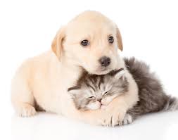 Dog & cat